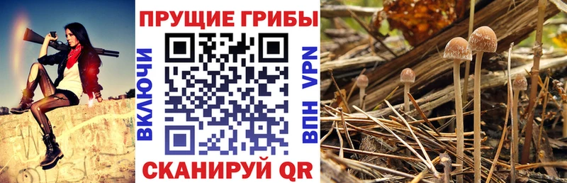 Псилоцибиновые грибы Psilocybine cubensis  Липки 